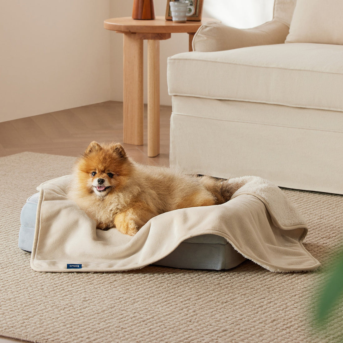 Fluffy Pomeranian dog relaxing on a beige reversible Sherpa and microfiber fleece dog blanket on a pet bed.