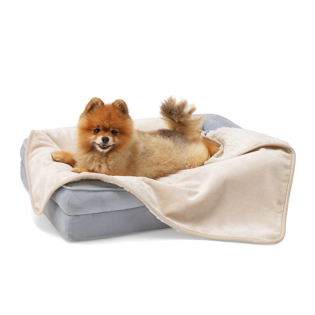 Fluffy Pomeranian dog relaxing on a beige reversible Sherpa and microfiber fleece dog blanket on a pet bed.