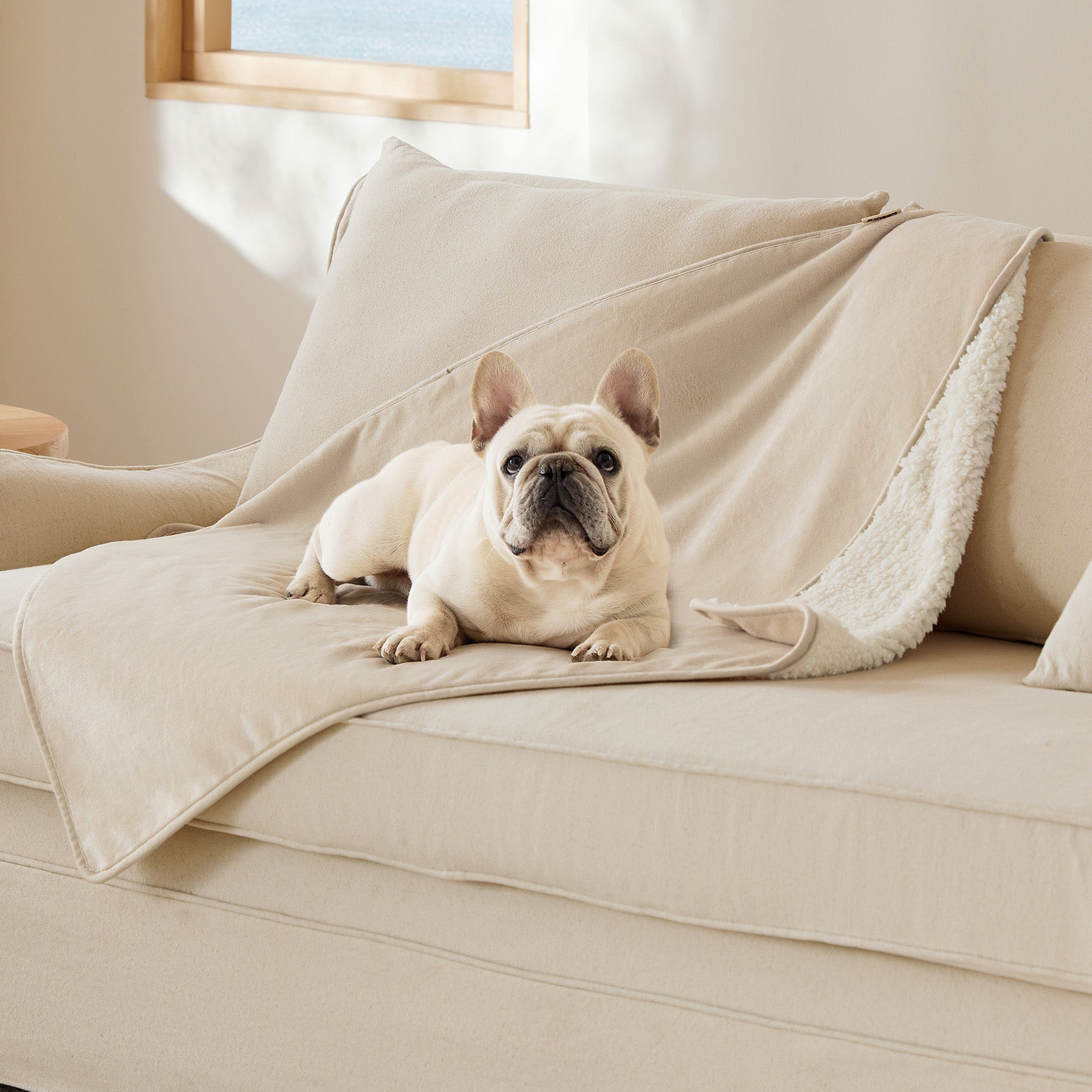 Cream French Bulldog lounging on beige couch with reversible Sherpa and microfiber fleece dog blanket.