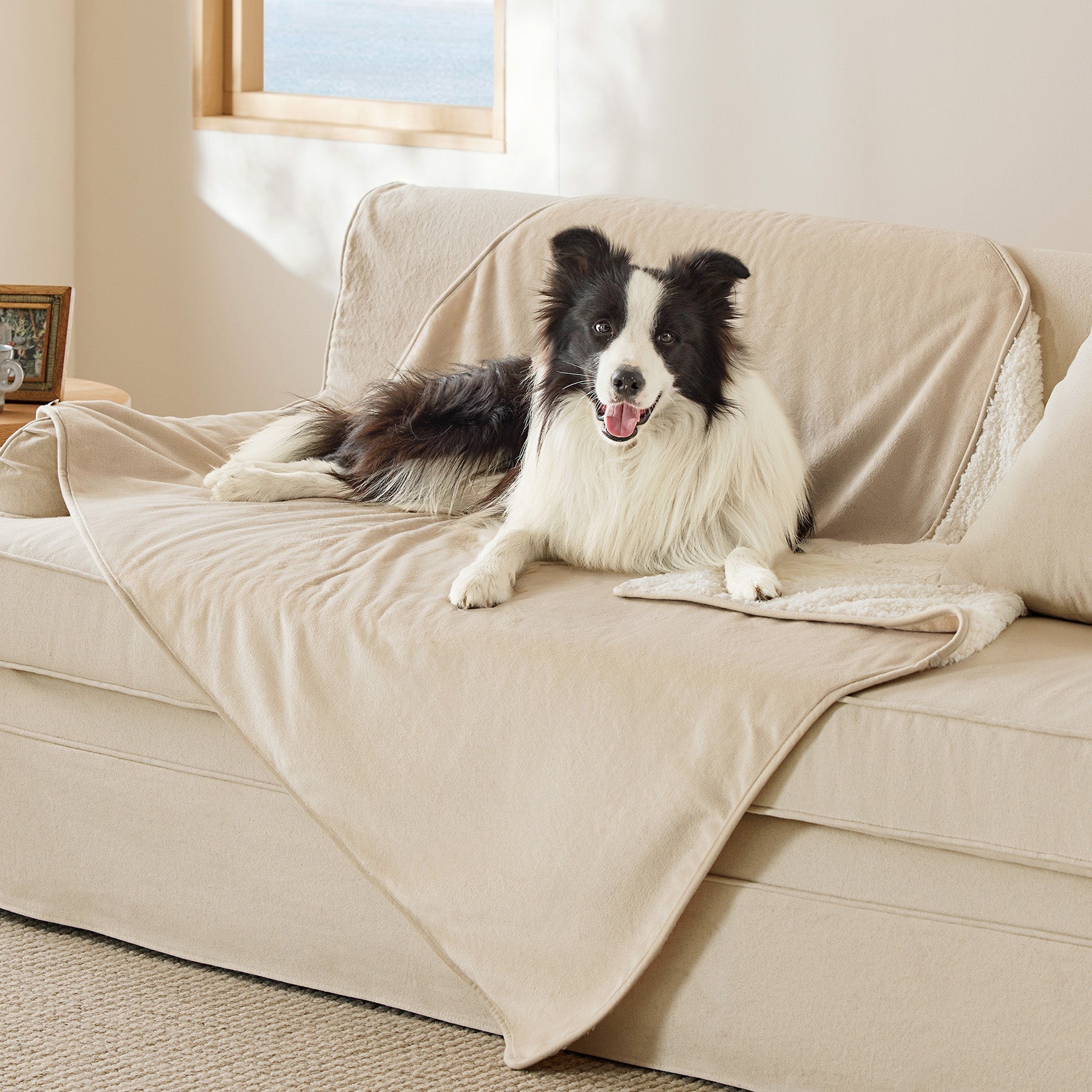 Border Collie dog resting on a beige couch with a reversible Sherpa and microfiber fleece dog blanket.