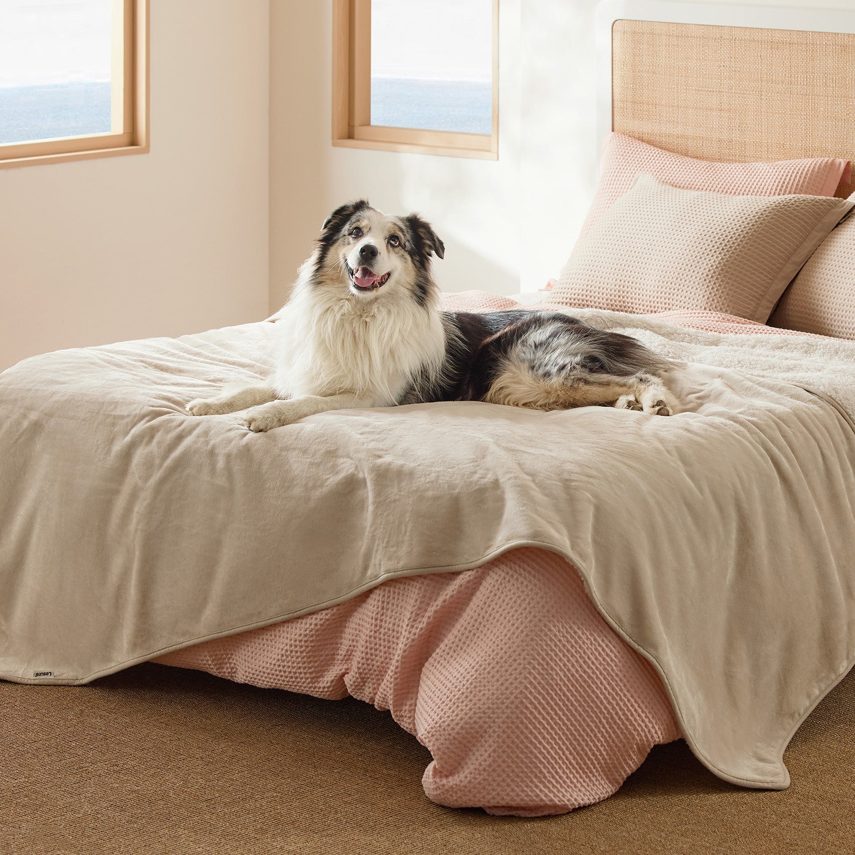 Border Collie dog resting on a beige reversible Sherpa and microfiber fleece dog blanket on a bed.