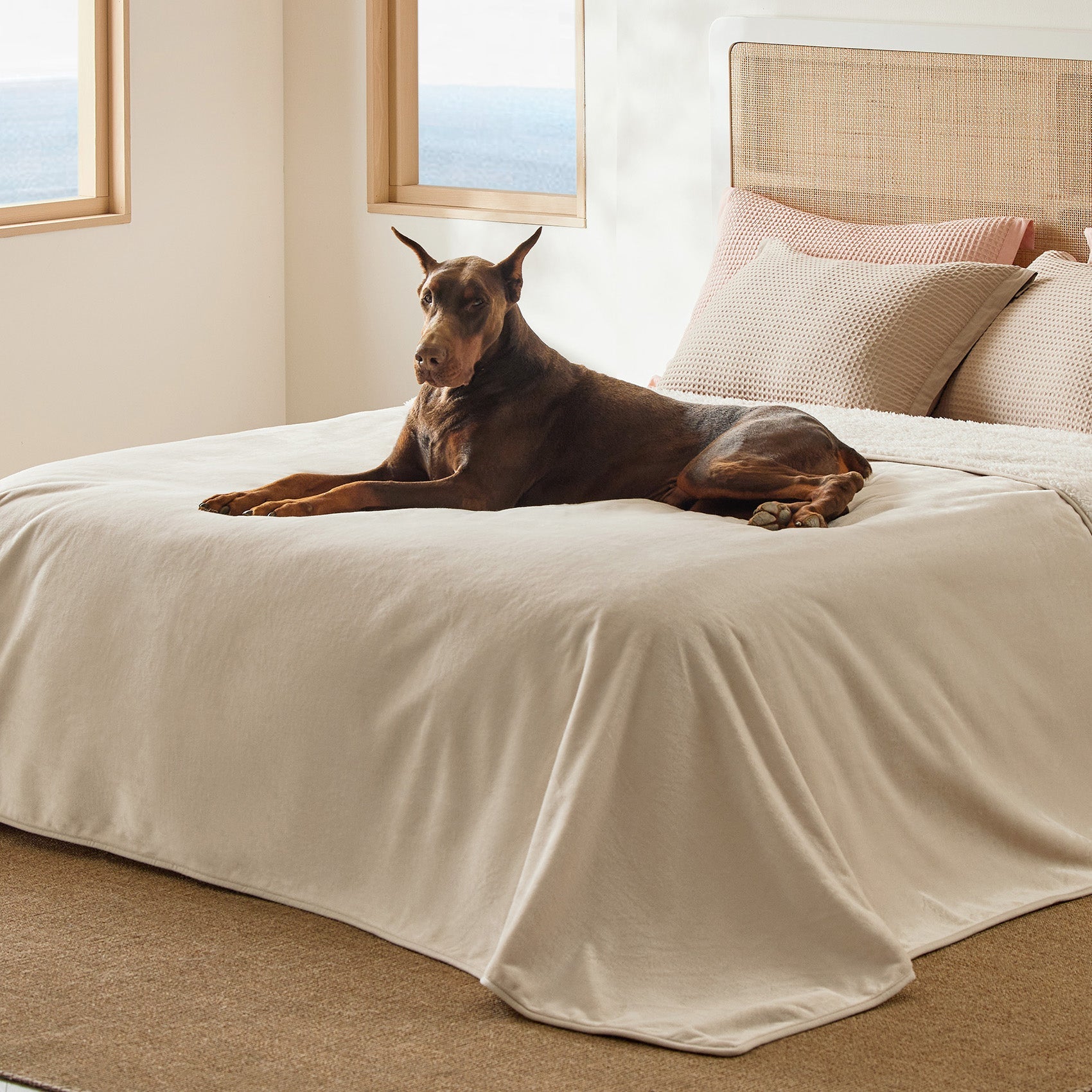 Large Doberman dog relaxing on a beige reversible Sherpa and microfiber fleece dog blanket on a white bed.