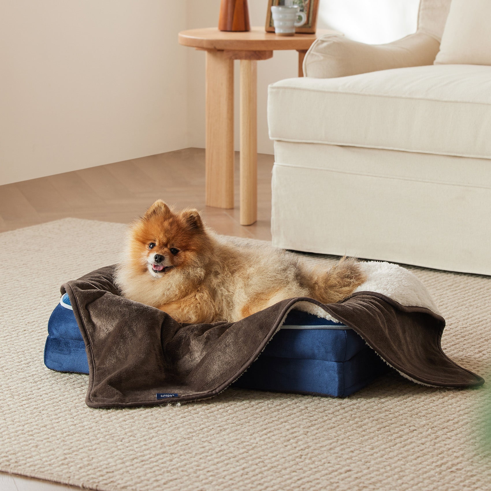 Fluffy Pomeranian dog relaxing on a blue pet bed with a brown reversible Sherpa and microfiber fleece dog blanket.