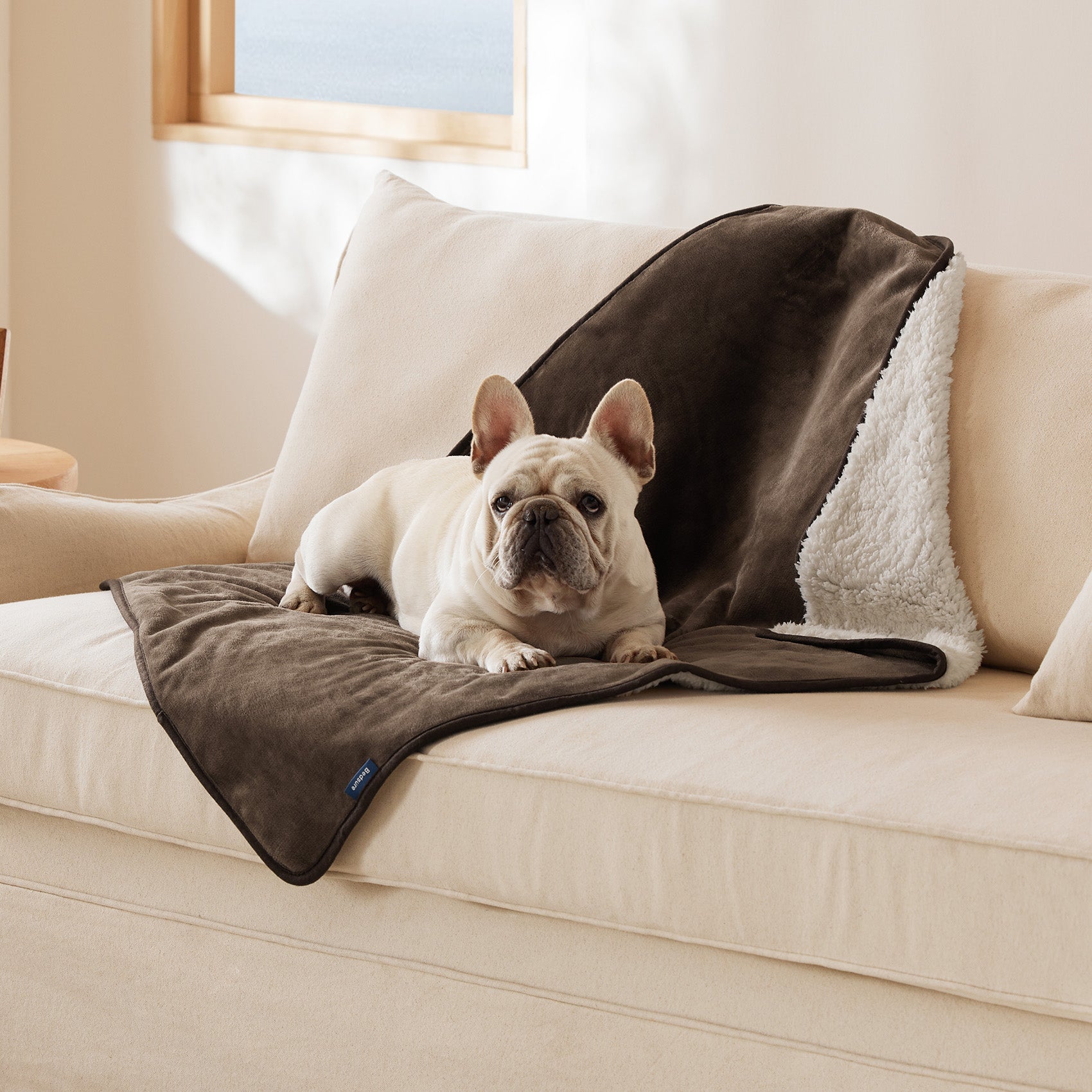 Cream French Bulldog resting on a reversible brown microfiber fleece and cream Sherpa dog blanket on a beige couch.