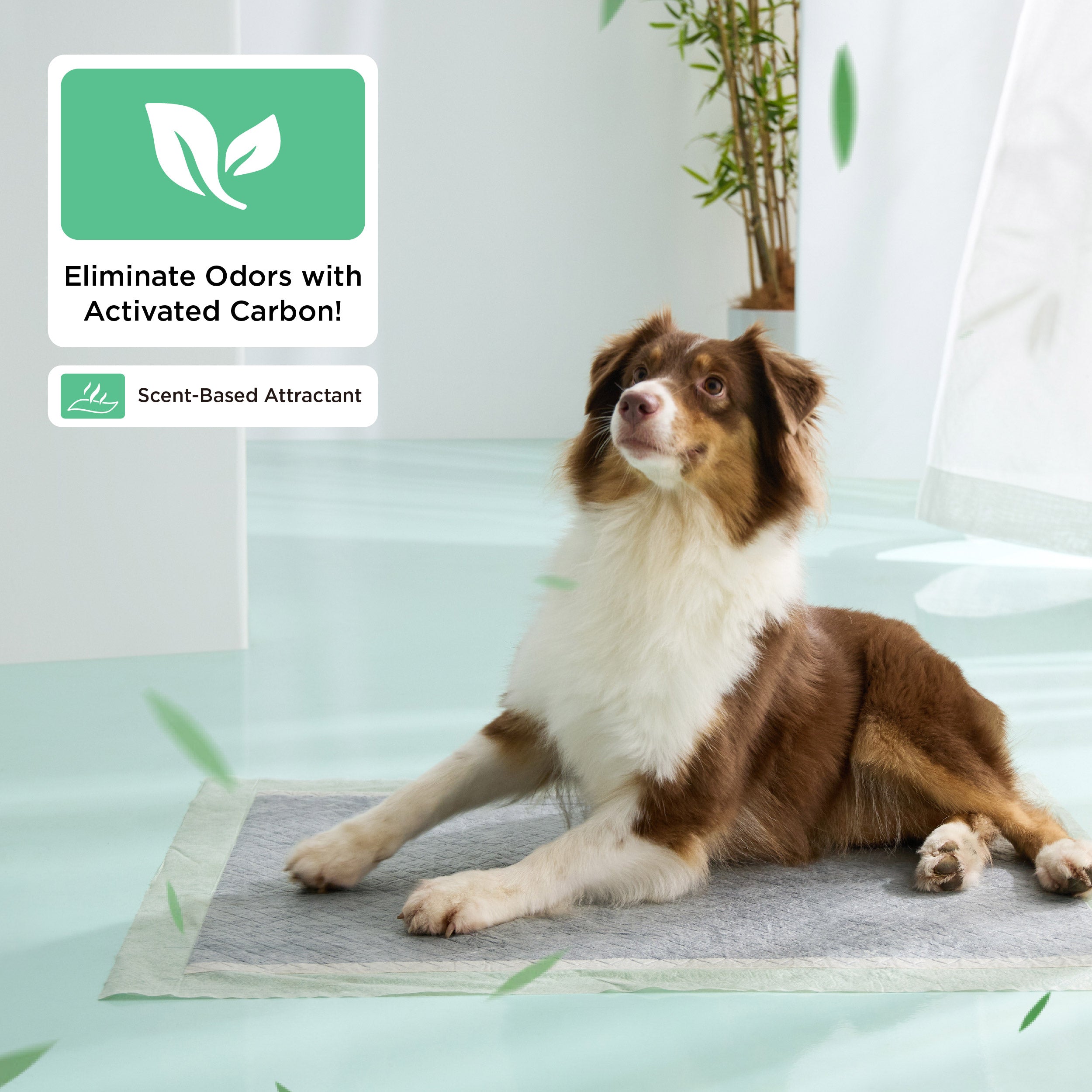 Disposable Dog Pee Pads